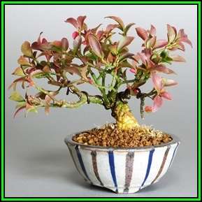 Euonymus alatus - Burning Bush Bonsai Seeds + FREE Bonsai eBook - Flat Ship Rate - NEW