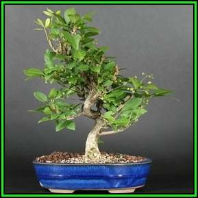 Euonymus alatus - Burning Bush Bonsai Seeds + FREE Bonsai eBook - Flat Ship Rate - NEW