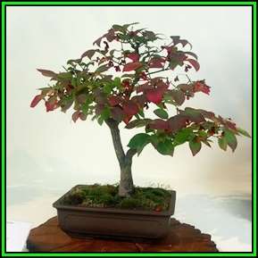 Euonymus alatus - Burning Bush Bonsai Seeds + FREE Bonsai eBook - Flat Ship Rate - NEW