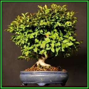 Euonymus alatus - Burning Bush Bonsai Seeds + FREE Bonsai eBook - Flat Ship Rate - NEW