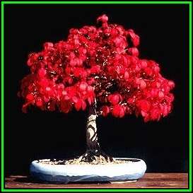Euonymus alatus - Burning Bush Bonsai Seeds + FREE Bonsai eBook - Flat Ship Rate - NEW