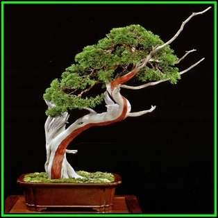 Juniperus virginiana - Bonsai - 10 Seeds + FREE Gifts Seeds + Bonsai eBook, NEW