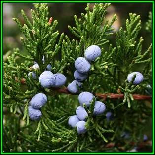 Juniperus virginiana - 10 Seeds - The source of Juniper oil - Used to Flavour Gin - Tree Shrub, NEW