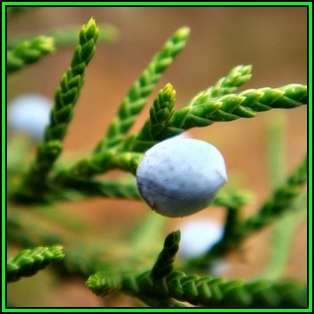 Juniperus virginiana - 10 Seeds - The source of Juniper oil - Used to Flavour Gin - Tree Shrub, NEW