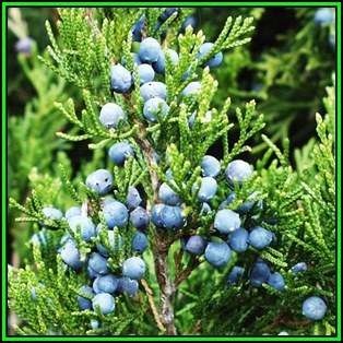 Juniperus virginiana - 10 Seeds - The source of Juniper oil - Used to Flavour Gin - Tree Shrub, NEW