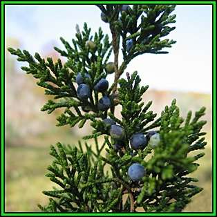 Juniperus virginiana - 10 Seeds - The source of Juniper oil - Used to Flavour Gin - Tree Shrub, NEW