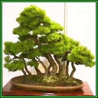 Pinus densiflora - Korean Red Pine Bonsai - 10 Seeds + FREE Gifts Seeds + Bonsai eBook, NEW