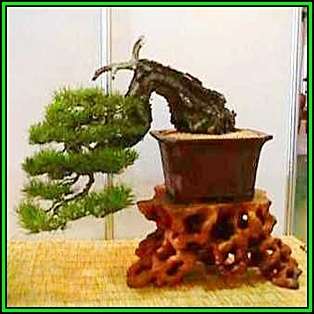 Pinus densiflora - Korean Red Pine Bonsai - 10 Seeds + FREE Gifts Seeds + Bonsai eBook, NEW