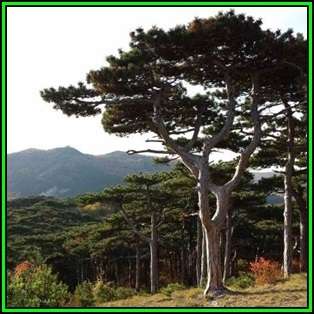 Pinus nigra - 10 Seeds - Austrian Pine - Evergreen Tree - NEW