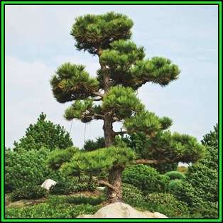 Pinus nigra - 10 Seeds - Austrian Pine - Evergreen Tree - NEW