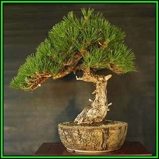Pinus nigra - Austrian Pine Bonsai - 10 Seeds + FREE Gifts Seeds + Bonsai eBook, NEW