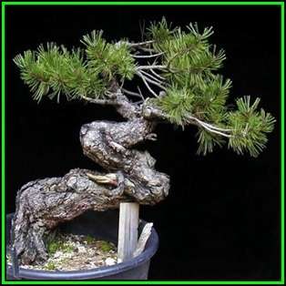 Pinus nigra - Austrian Pine Bonsai - 10 Seeds + FREE Gifts Seeds + Bonsai eBook, NEW