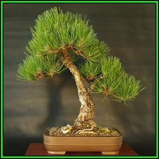 Pinus nigra - Austrian Pine Bonsai - 10 Seeds + FREE Gifts Seeds + Bonsai eBook, NEW