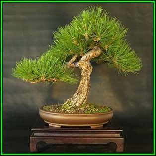 Pinus nigra - Austrian Pine Bonsai - 10 Seeds + FREE Gifts Seeds + Bonsai eBook, NEW