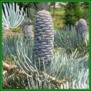 Abies concolor - 10 Seeds - White Fir Tree or Shrub, NEW