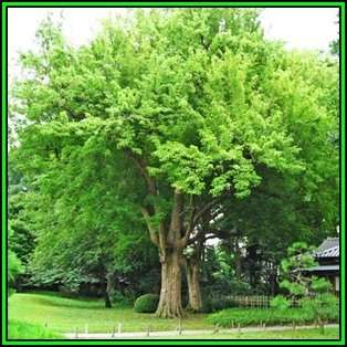 Acer buergerianum - Trident Maple, Chinese Maple - 10 Seeds - Tree or Shrub, NEW
