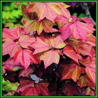 Acer buergerianum - Trident Maple, Chinese Maple - 10 Seeds - Tree or Shrub, NEW