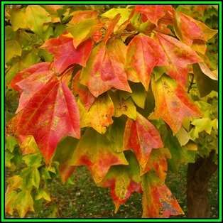 Acer buergerianum - Trident Maple, Chinese Maple - 10 Seeds - Tree or Shrub, NEW