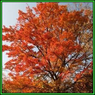 Acer buergerianum - Trident Maple, Chinese Maple - 10 Seeds - Tree or Shrub, NEW