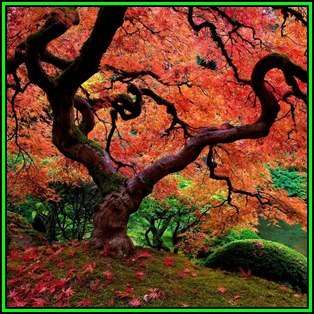 Acer buergerianum - Trident Maple, Chinese Maple - 10 Seeds - Tree or Shrub, NEW