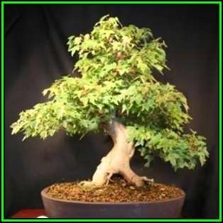 Acer buergerianum - Trident Maple Bonsai - 10 Seeds + FREE Gifts Seeds + Bonsai eBook, NEW