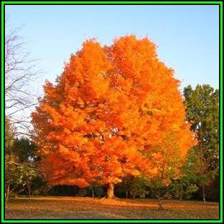Acer saccharum - Sugar Maple - 5 Seeds - Tree or Shrub, NEW