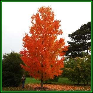 Acer saccharum - Sugar Maple - 5 Seeds - Tree or Shrub, NEW
