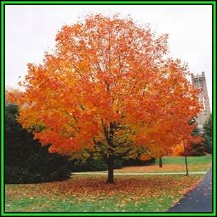 Acer saccharum - Sugar Maple - 5 Seeds - Tree or Shrub, NEW