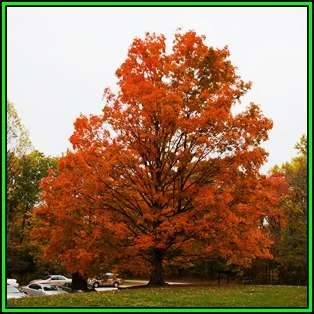 Acer saccharum - Sugar Maple - 5 Seeds - Tree or Shrub, NEW