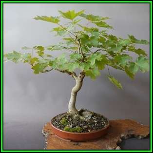 Acer saccharum - Sugar Maple Bonsai - 5 Seeds + FREE Gifts Seeds + Bonsai eBook, NEW