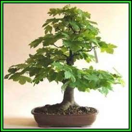 Acer saccharum - Sugar Maple Bonsai - 5 Seeds + FREE Gifts Seeds + Bonsai eBook, NEW