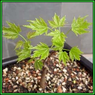 Acer saccharum - Sugar Maple Bonsai - 5 Seeds + FREE Gifts Seeds + Bonsai eBook, NEW