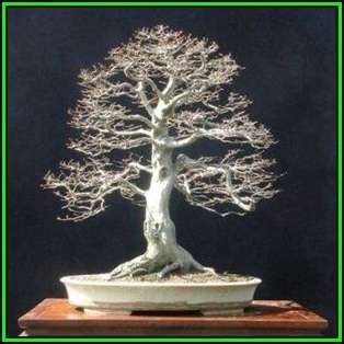 Carpinus betulus - European Hornbeam Bonsai - 50 Seeds + FREE Gifts Seeds + Bonsai eBook, NEW