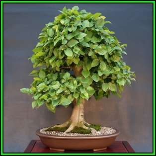 Carpinus betulus - European Hornbeam Bonsai - 50 Seeds + FREE Gifts Seeds + Bonsai eBook, NEW