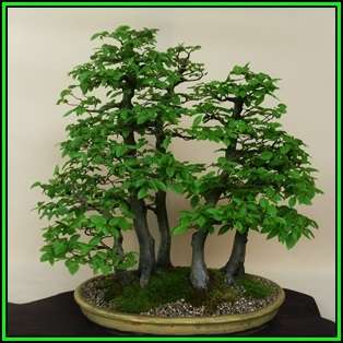 Carpinus betulus - European Hornbeam Bonsai - 50 Seeds + FREE Gifts Seeds + Bonsai eBook, NEW