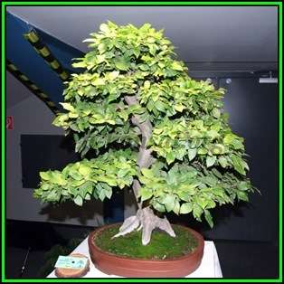 Carpinus betulus - European Hornbeam Bonsai - 50 Seeds + FREE Gifts Seeds + Bonsai eBook, NEW