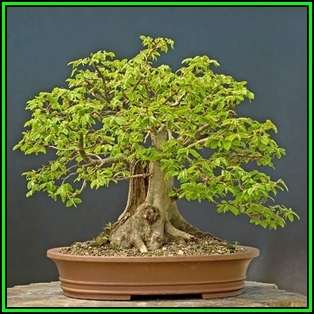 Carpinus betulus - European Hornbeam Bonsai - 50 Seeds + FREE Gifts Seeds + Bonsai eBook, NEW