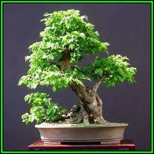 Carpinus betulus - European Hornbeam Bonsai - 50 Seeds + FREE Gifts Seeds + Bonsai eBook, NEW