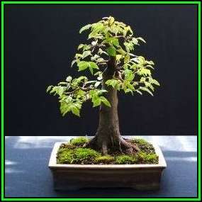 Carpinus betulus - European Hornbeam Bonsai - 50 Seeds + FREE Gifts Seeds + Bonsai eBook, NEW