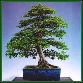 Carpinus betulus - European Hornbeam Bonsai - 50 Seeds + FREE Gifts Seeds + Bonsai eBook, NEW