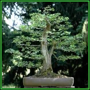 Carpinus betulus - European Hornbeam Bonsai - 50 Seeds + FREE Gifts Seeds + Bonsai eBook, NEW