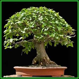 Carpinus betulus - European Hornbeam Bonsai - 50 Seeds + FREE Gifts Seeds + Bonsai eBook, NEW