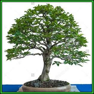 Carpinus betulus - European Hornbeam Bonsai - 50 Seeds + FREE Gifts Seeds + Bonsai eBook, NEW
