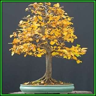 Carpinus betulus - European Hornbeam Bonsai - 50 Seeds + FREE Gifts Seeds + Bonsai eBook, NEW