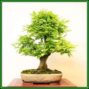 Carpinus betulus - European Hornbeam Bonsai - 50 Seeds + FREE Gifts Seeds + Bonsai eBook, NEW