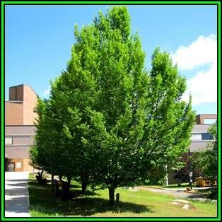 Carpinus betulus - European Hornbeam Seeds - Tree or Shrub, NEW
