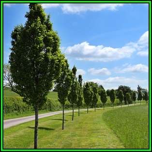 Carpinus betulus - European Hornbeam Seeds - Tree or Shrub, NEW