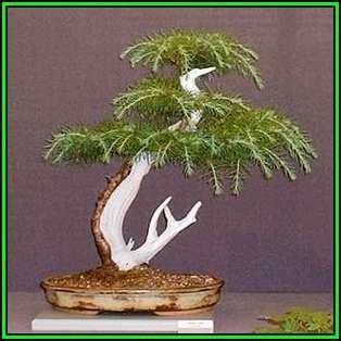 Cedrus libani - Cedar of Lebanon Bonsai - 5 Seeds + FREE Gifts Seeds + Bonsai eBook, NEW