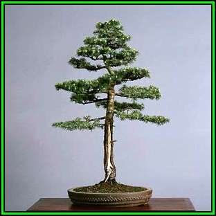 Cedrus libani - Cedar of Lebanon Bonsai - 5 Seeds + FREE Gifts Seeds + Bonsai eBook, NEW