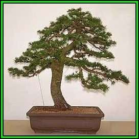 Cedrus libani - Cedar of Lebanon Bonsai - 5 Seeds + FREE Gifts Seeds + Bonsai eBook, NEW